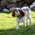 Ball Rory