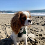 Beach Diva Rory