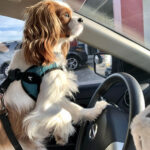 Driving Rory