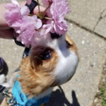 Flower Rory