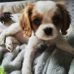 Puppy Rory