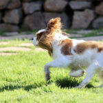 Running Rory