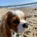 Somber Beach Rory