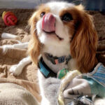 Tongue Rory